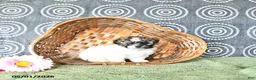 Shihpoo dogs for sale: Patrick - Ad 1