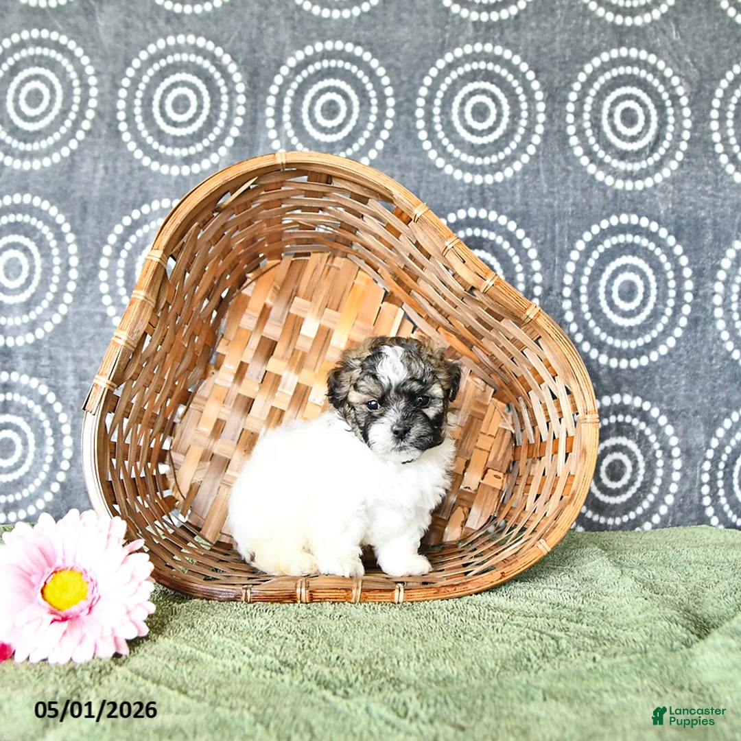 Shihpoo dogs for sale: Patrick - Ad 1