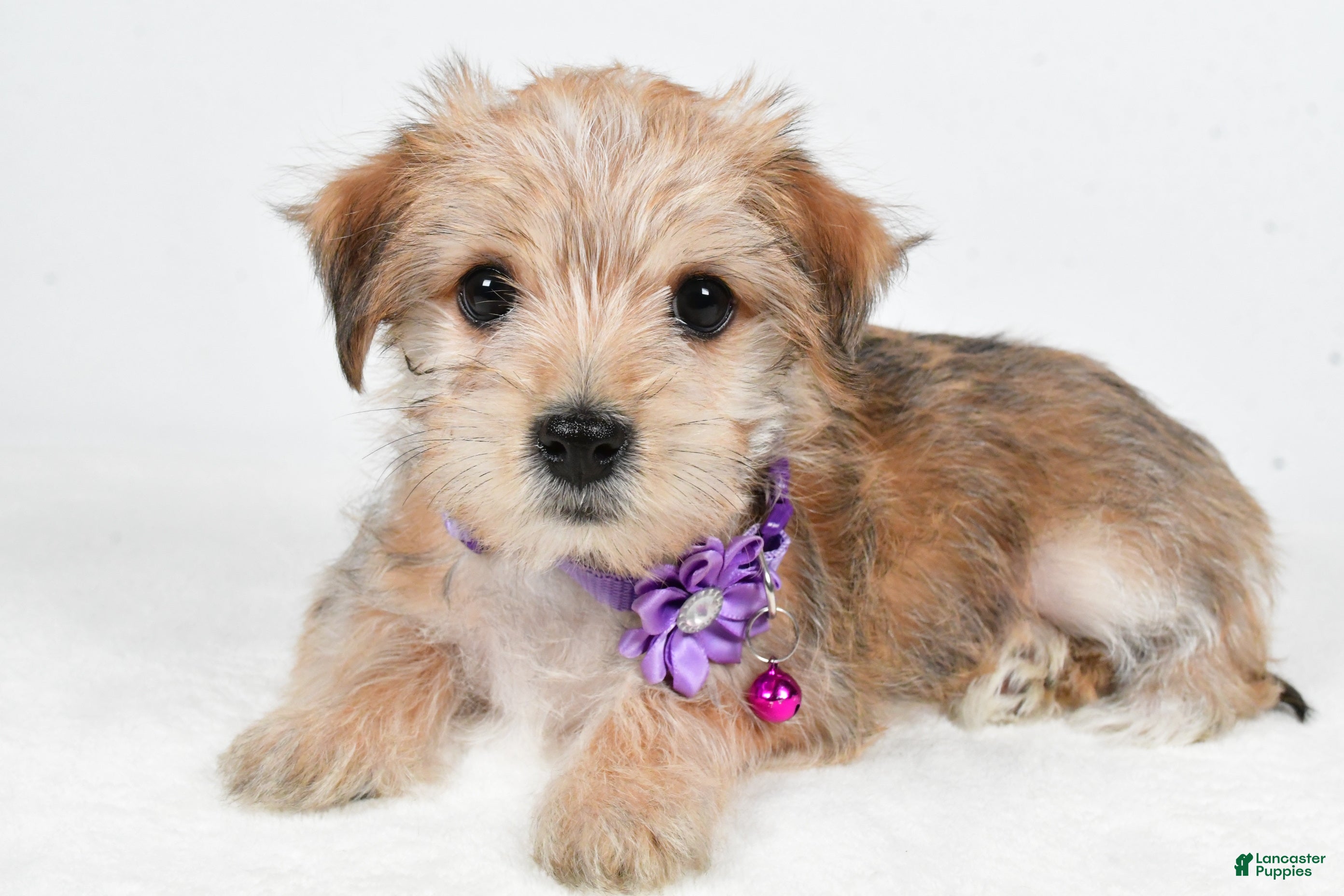 Morkie dogs Vicky - Ad 18