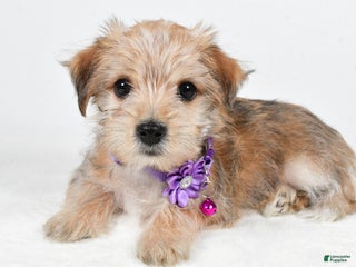 Morkie dogs Vicky - Ad 24
