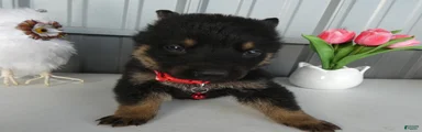 German Shepherd Puppy 4 Whisper