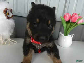 German Shepherd dogs German Shepherd Puppy 4 Whisper - Ad 5