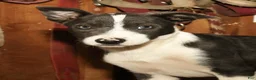 Border Collie dogs for sale: Charlie - Ad 6