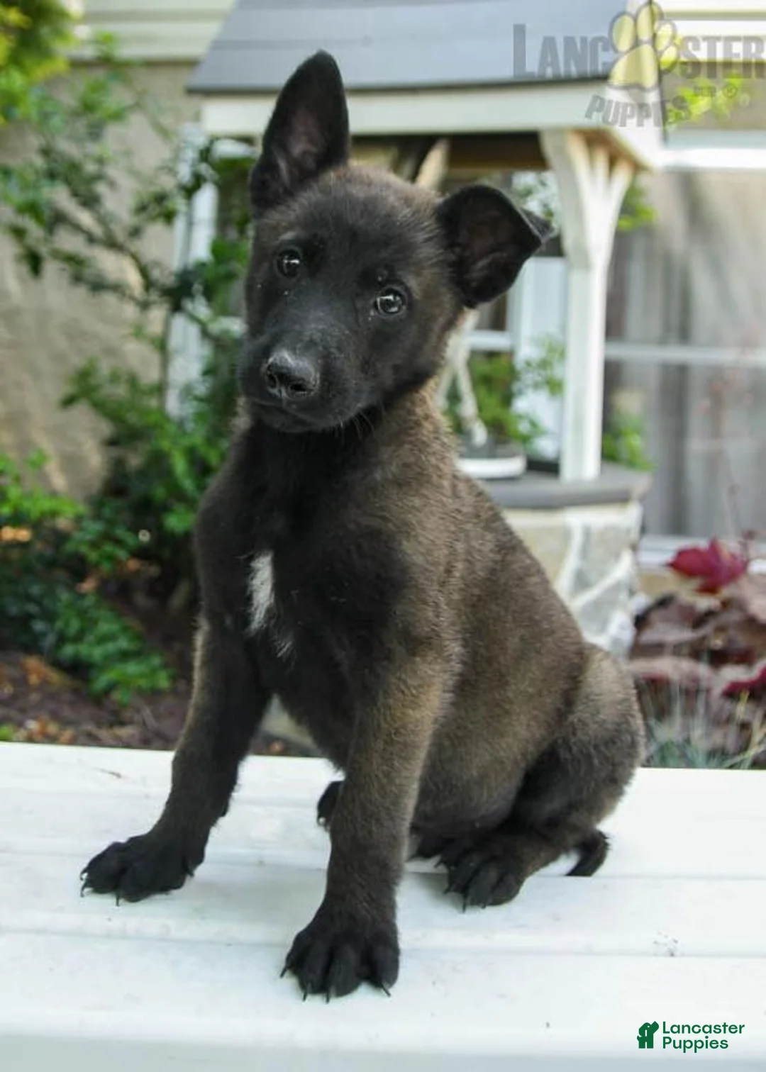 Gallery Image {{count}}