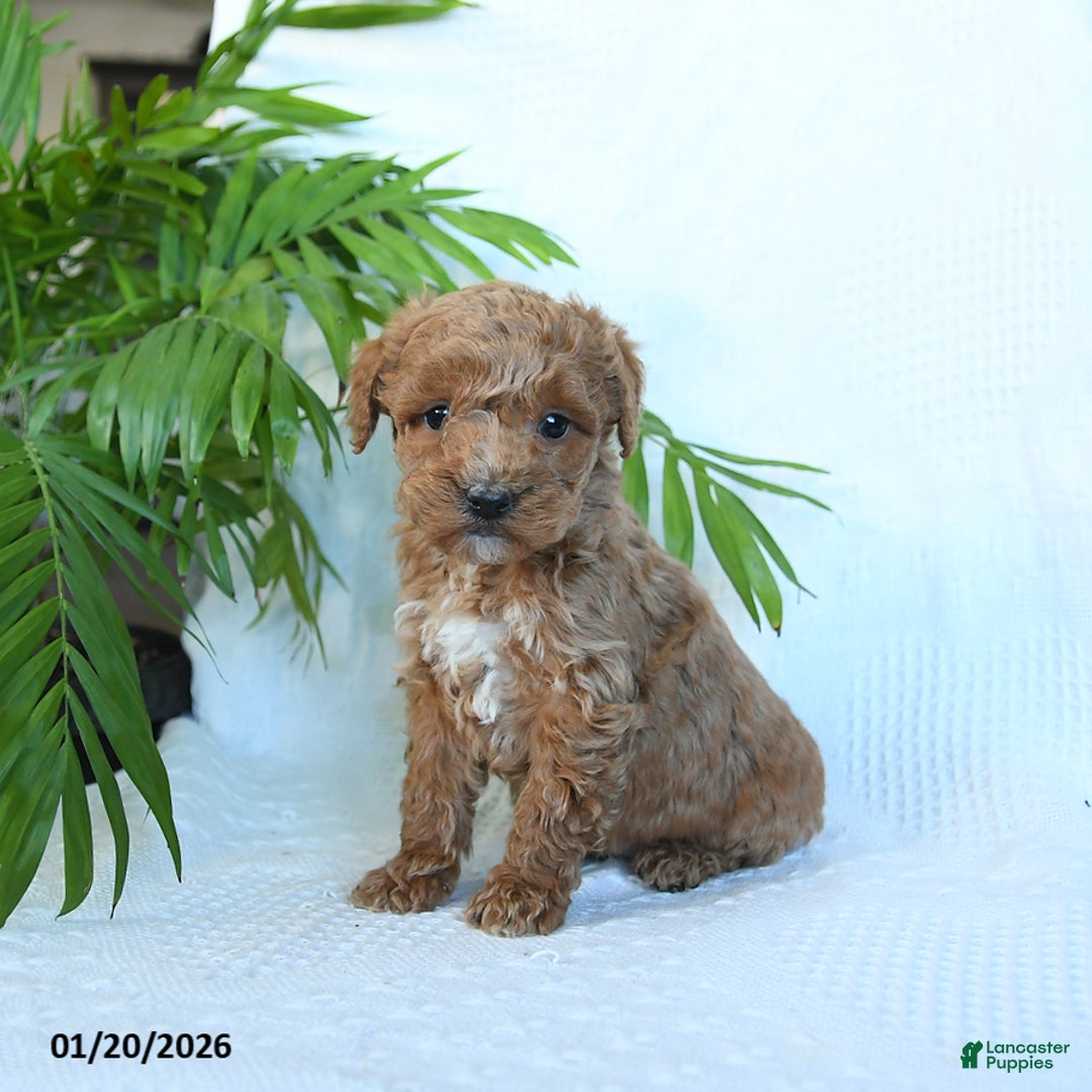 Miniature Poodle dogs for sale: Hershey - Ad 3