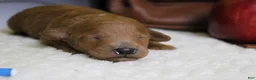 Mixed Breed dogs for sale: Seville - Ad 2