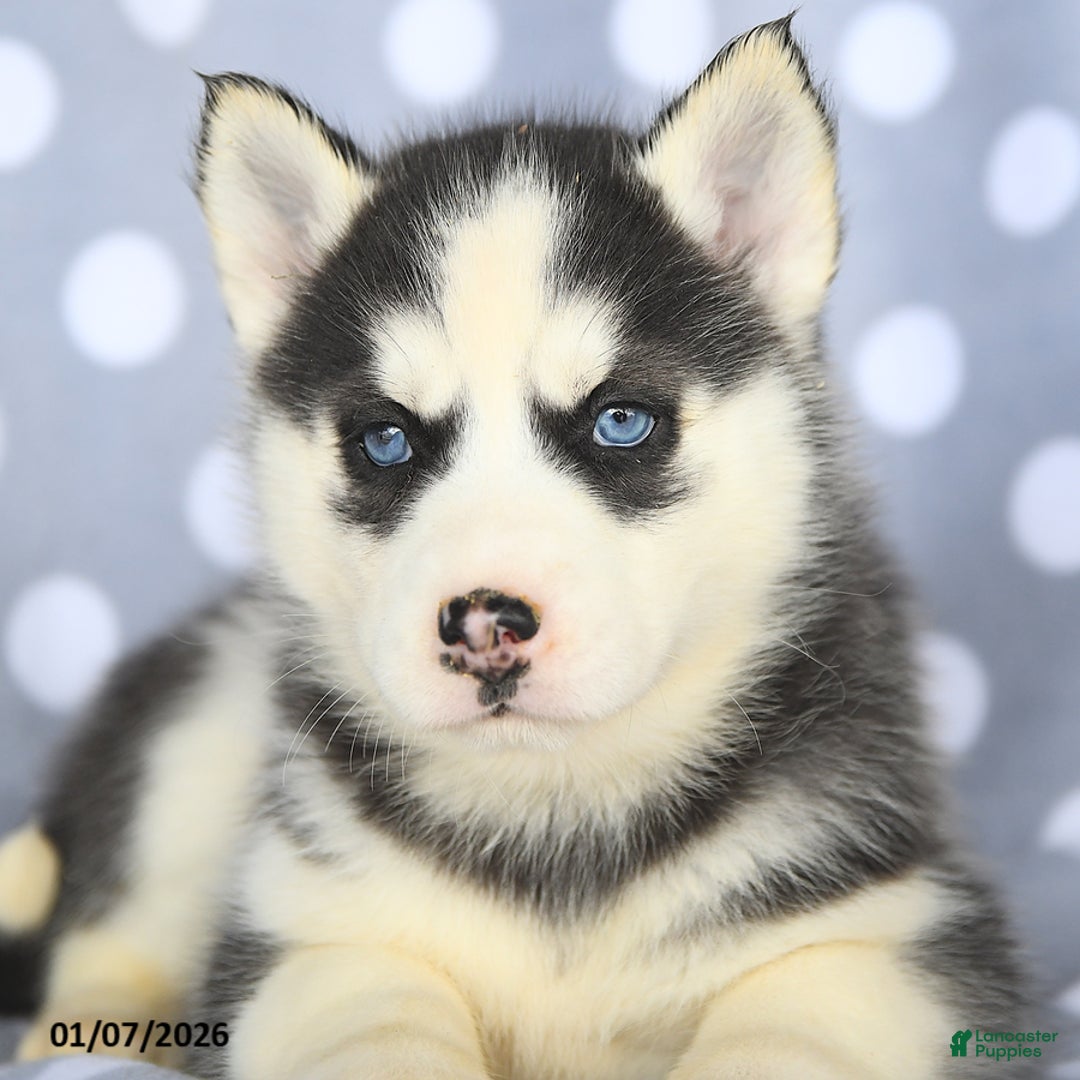 Siberian Husky dogs for sale: Coco  - Ad 4