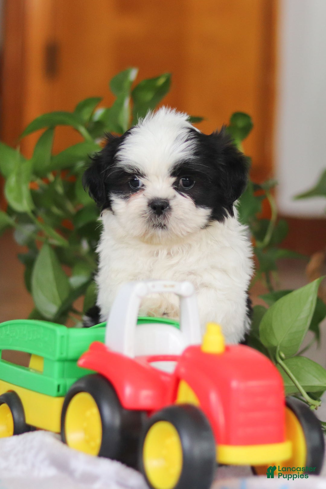 Shih Tzu dogs for sale: Gordon - Ad 13