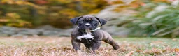 Boxer dogs for sale: Luca - Ad 3