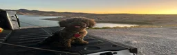 Shihpoo dogs for sale: Shihpoo 1 - "Puma" - Ad 5