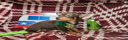 Chihuahua dogs for sale: Wolfgang Amado - Ad 4