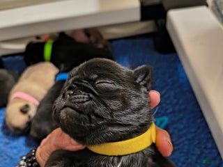 Pug dogs Pug Puppy 5 - Ad 39