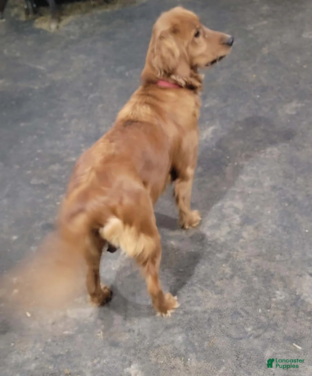 Golden Retriever dogs for sale: Mia - Ad 10