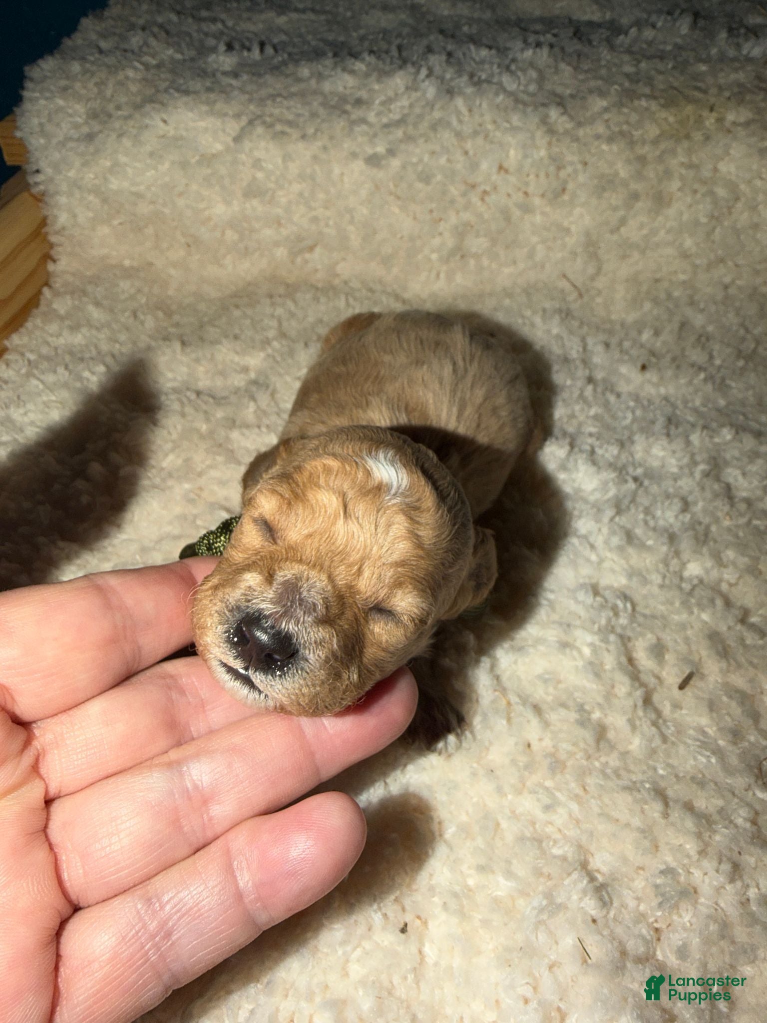 Miniature Poodle dogs AKC Miniature Poodle Male - Cedar - Ad 5