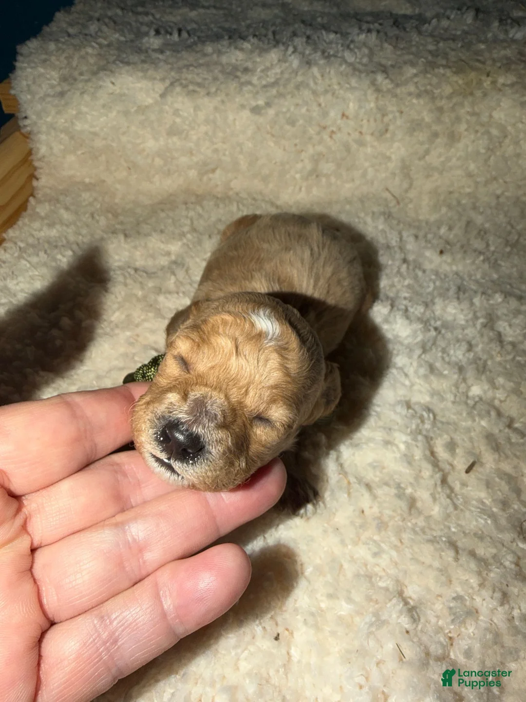 Miniature Poodle dogs for sale: AKC Miniature Poodle Male - Cedar - Ad 1