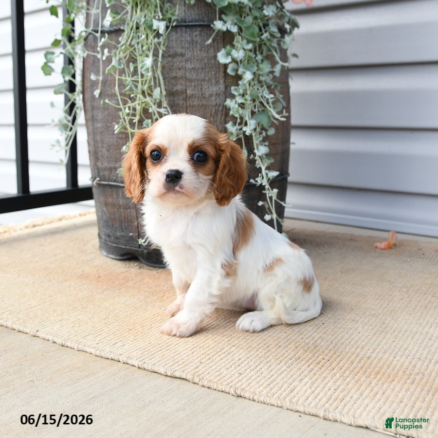 Cavalier King Charles Spaniel dogs Caroline - Ad 2