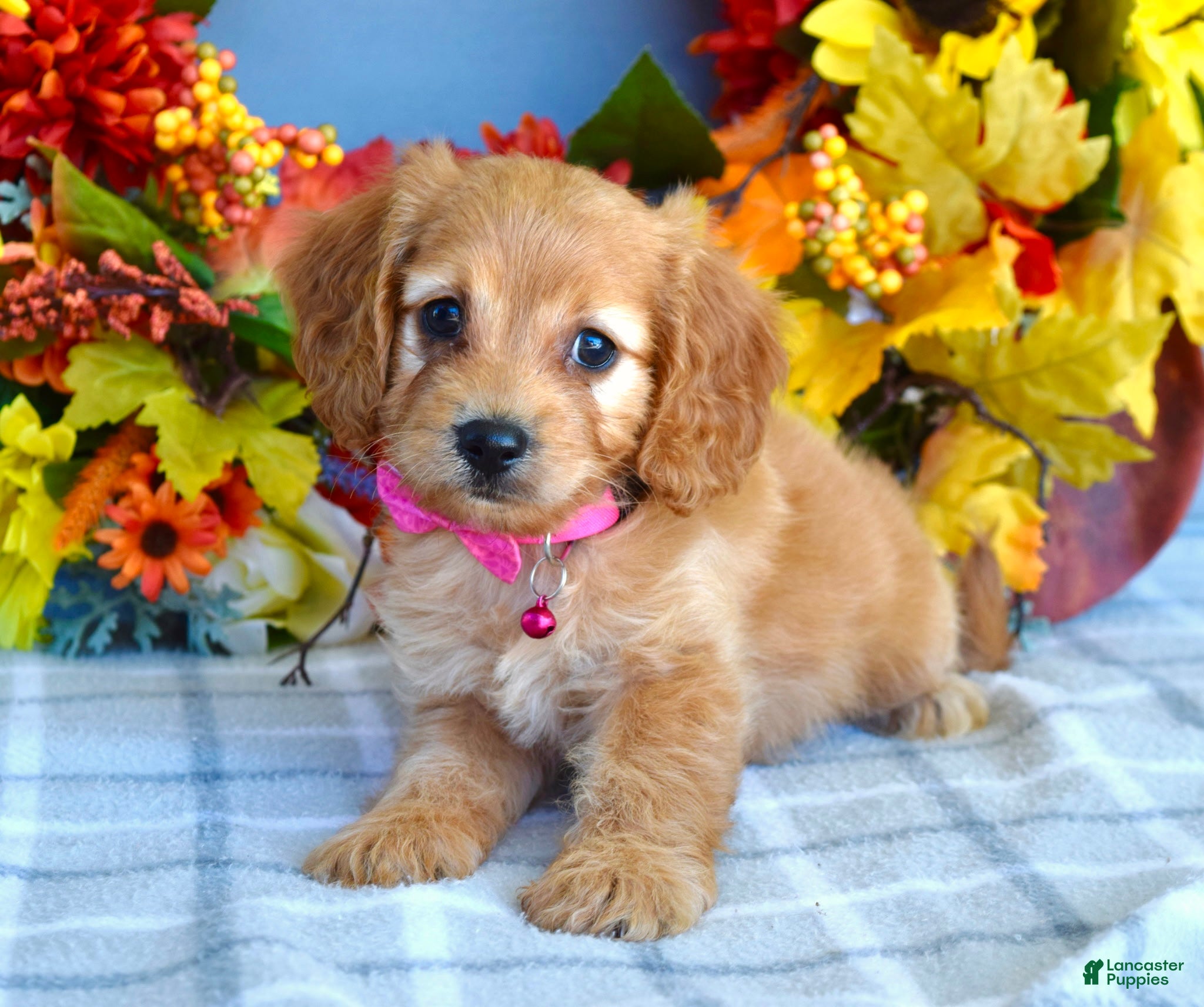 Cavapoo dogs Hannah  - Ad 1
