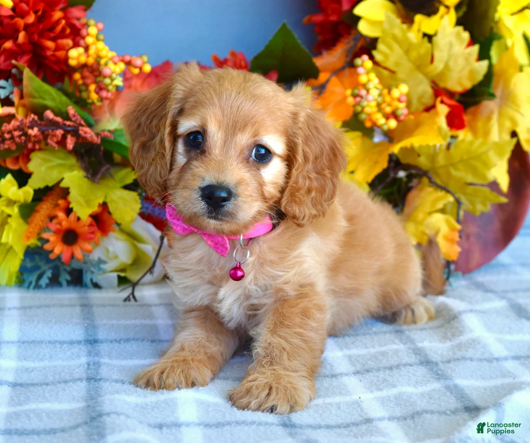 Cavapoo dogs for sale: Hannah  - Ad 1