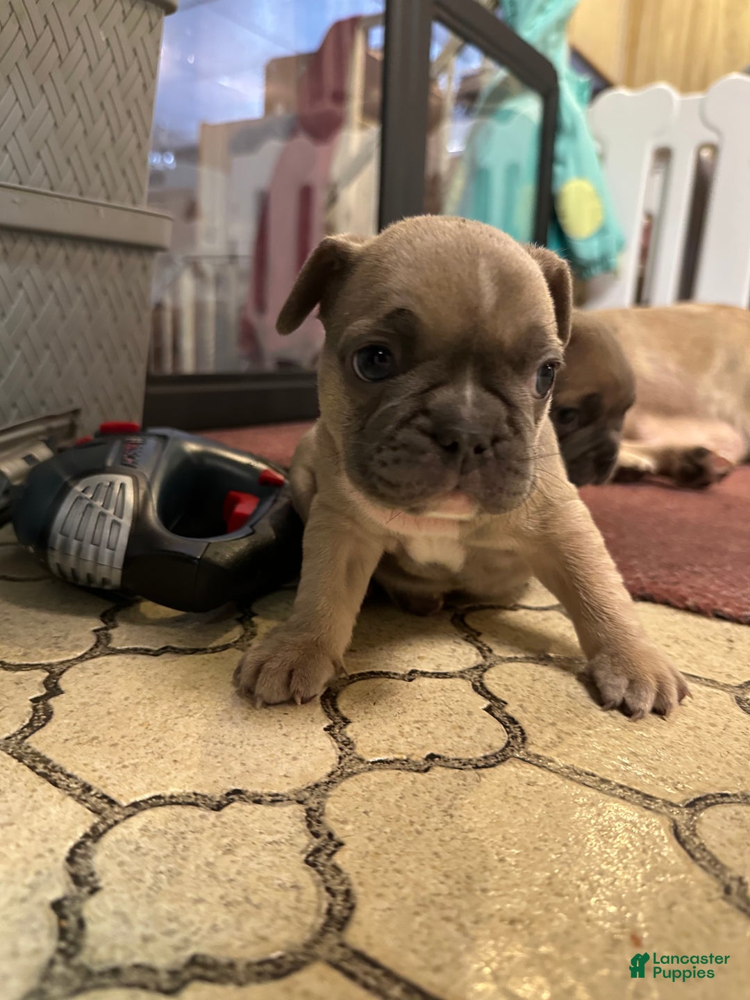 French Bulldog dogs for sale: Cartier  - Ad 2