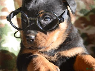 Rottweiler dogs Rottweiler Puppy 2 Roxy - Ad 27