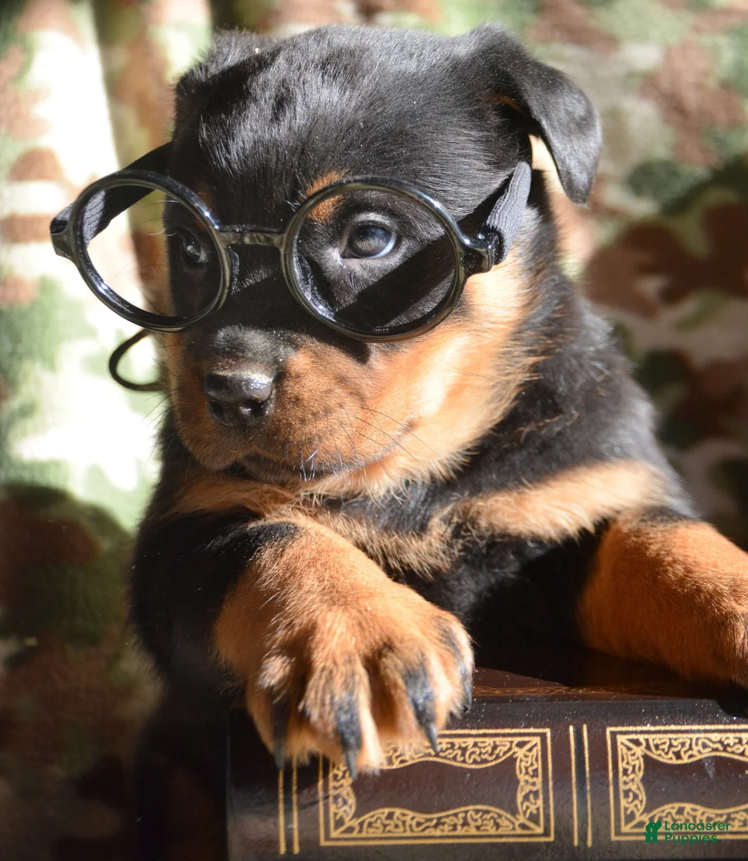 Rottweiler dogs for sale: Rottweiler Puppy 2 Roxy - Ad 5