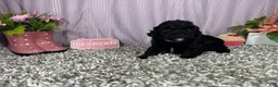 Miniature Poodle dogs for sale: Miniature Poodle 3 - Ad 4