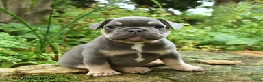 Piangi