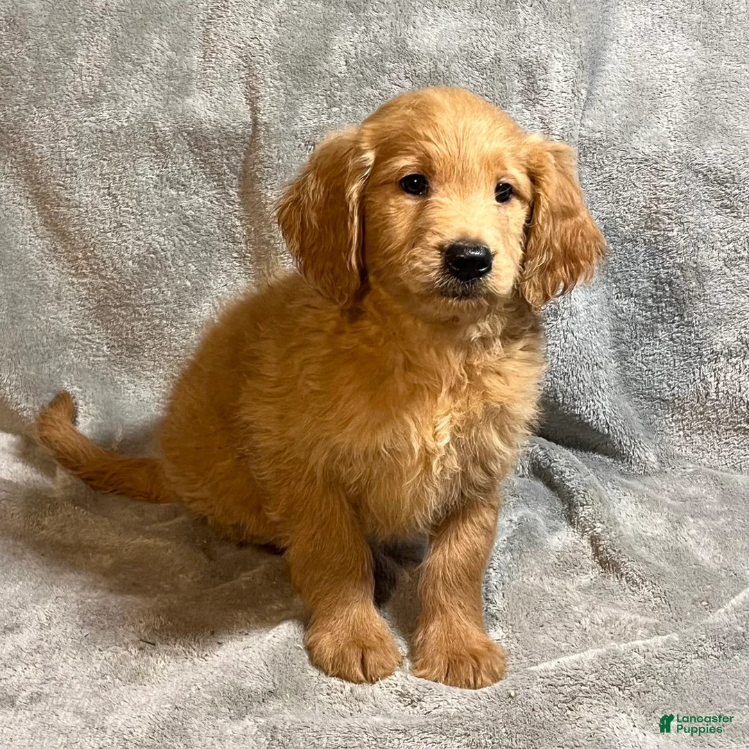 Goldendoodle dogs for sale: Lauren - Ad 3