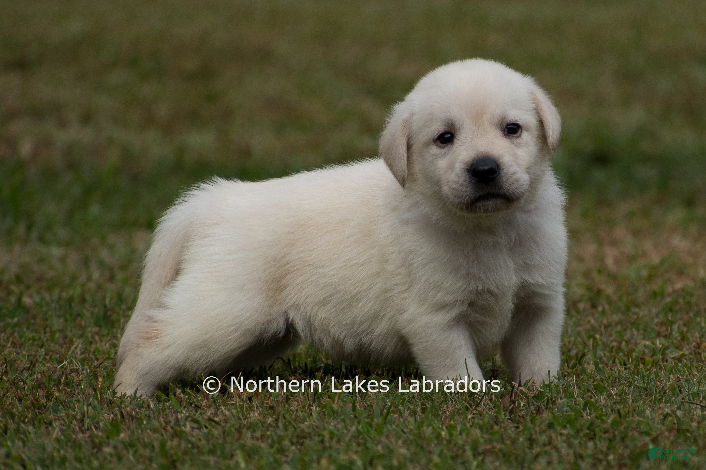 Labrador Retriever dogs Meredith - Ad 31
