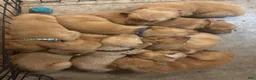 Golden Retriever dogs for sale: Orange Golden Retriever 6 - Ad 4