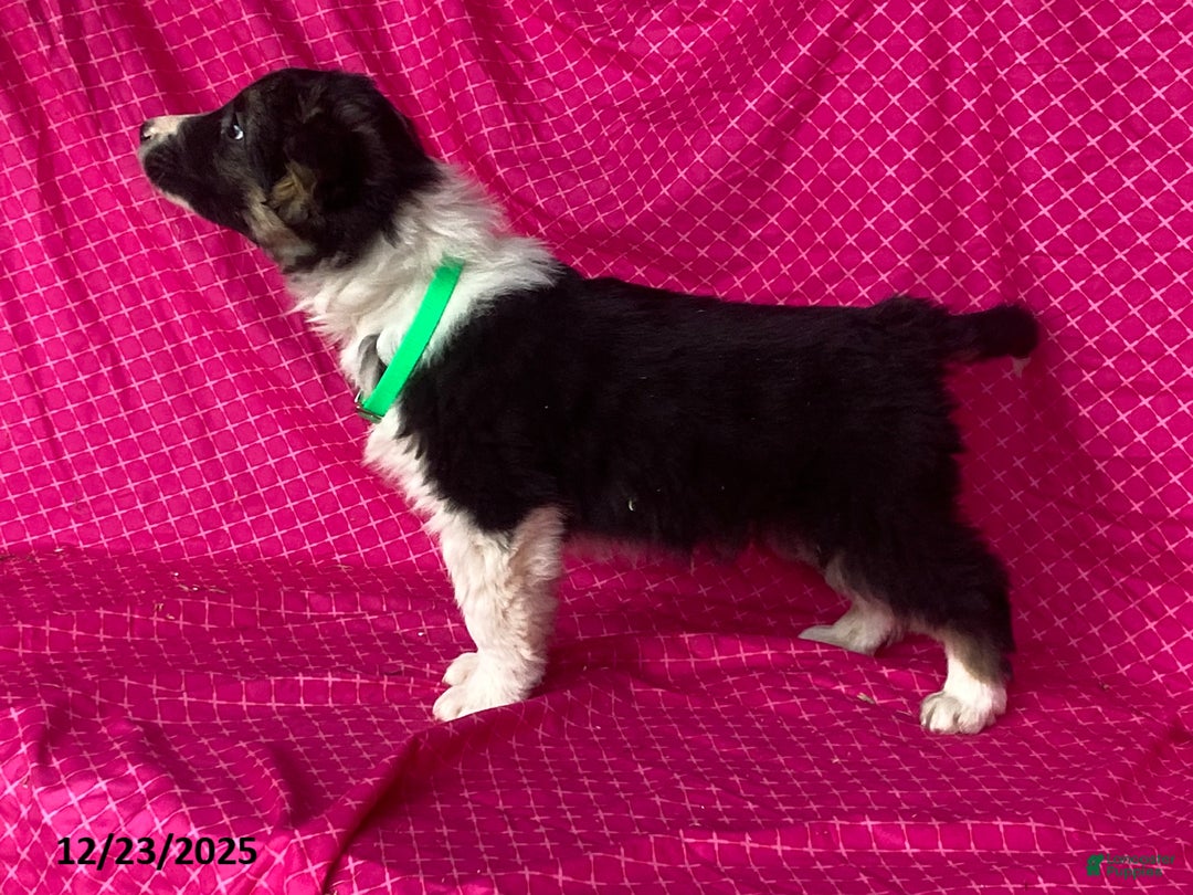 Mixed Breed dogs for sale: George - Ad 2