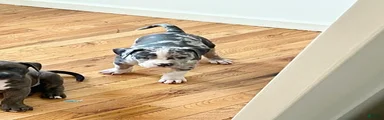 American Bully (Male#3)