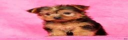 Yorkshire Terrier dogs for sale: Teddy - Ad 7