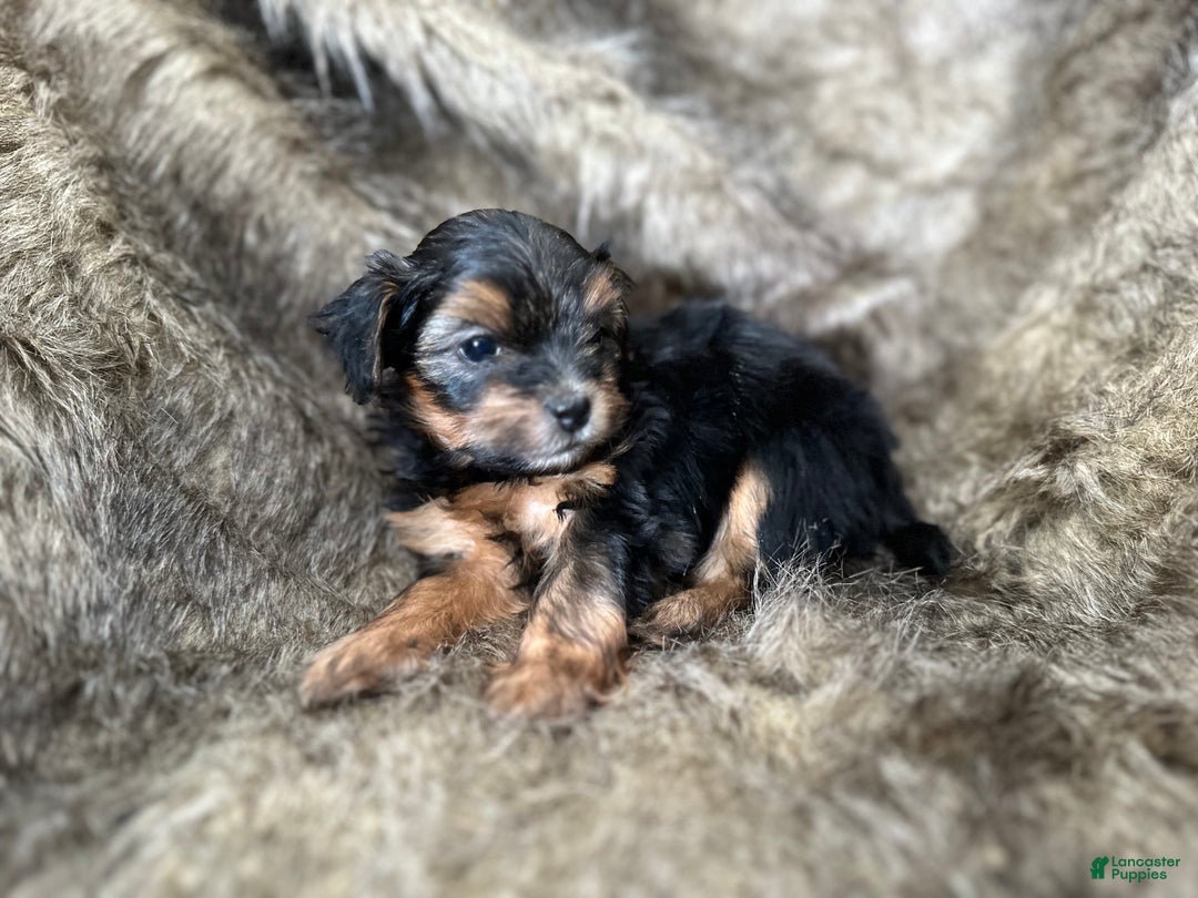 Shorkie dogs for sale: Kenady - Ad 3