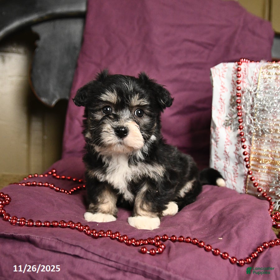 Havanese dogs Clover  - Ad 42