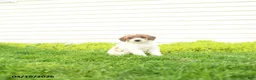 Miniature Poodle dogs for sale: Bonnie - Ad 2