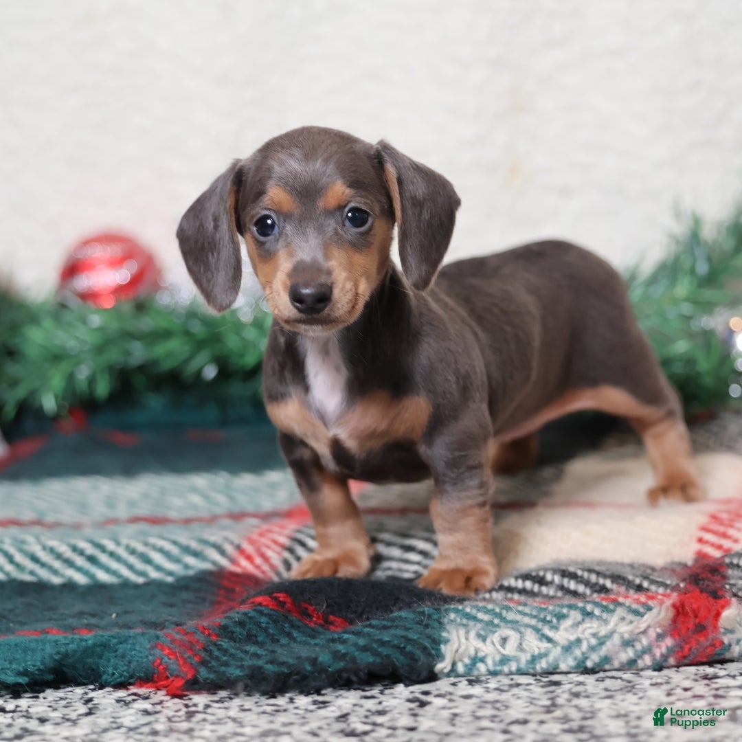 Dachshund dogs for sale: Lucy  - Ad 6
