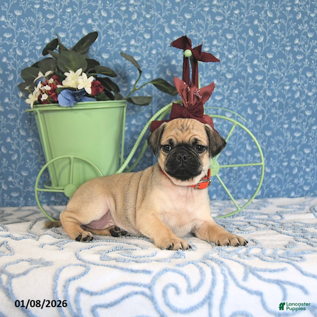 Pug dogs for sale: Lulu - Ad 2