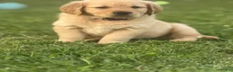 Golden Retriever dogs for sale: Golden Retriever 1 orange collar - Ad 4