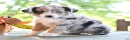 Miniature Australian Shepherd dogs for sale: Daisy  - Ad 4