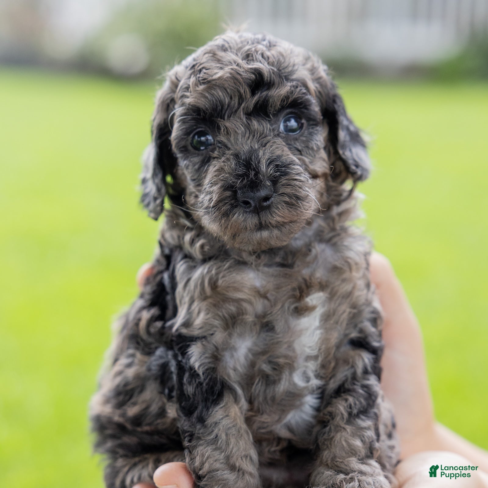 Toy Poodle dogs Willow  - Ad 2