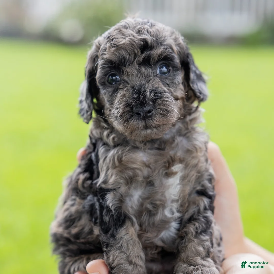 Toy Poodle dogs for sale: Willow  - Ad 2