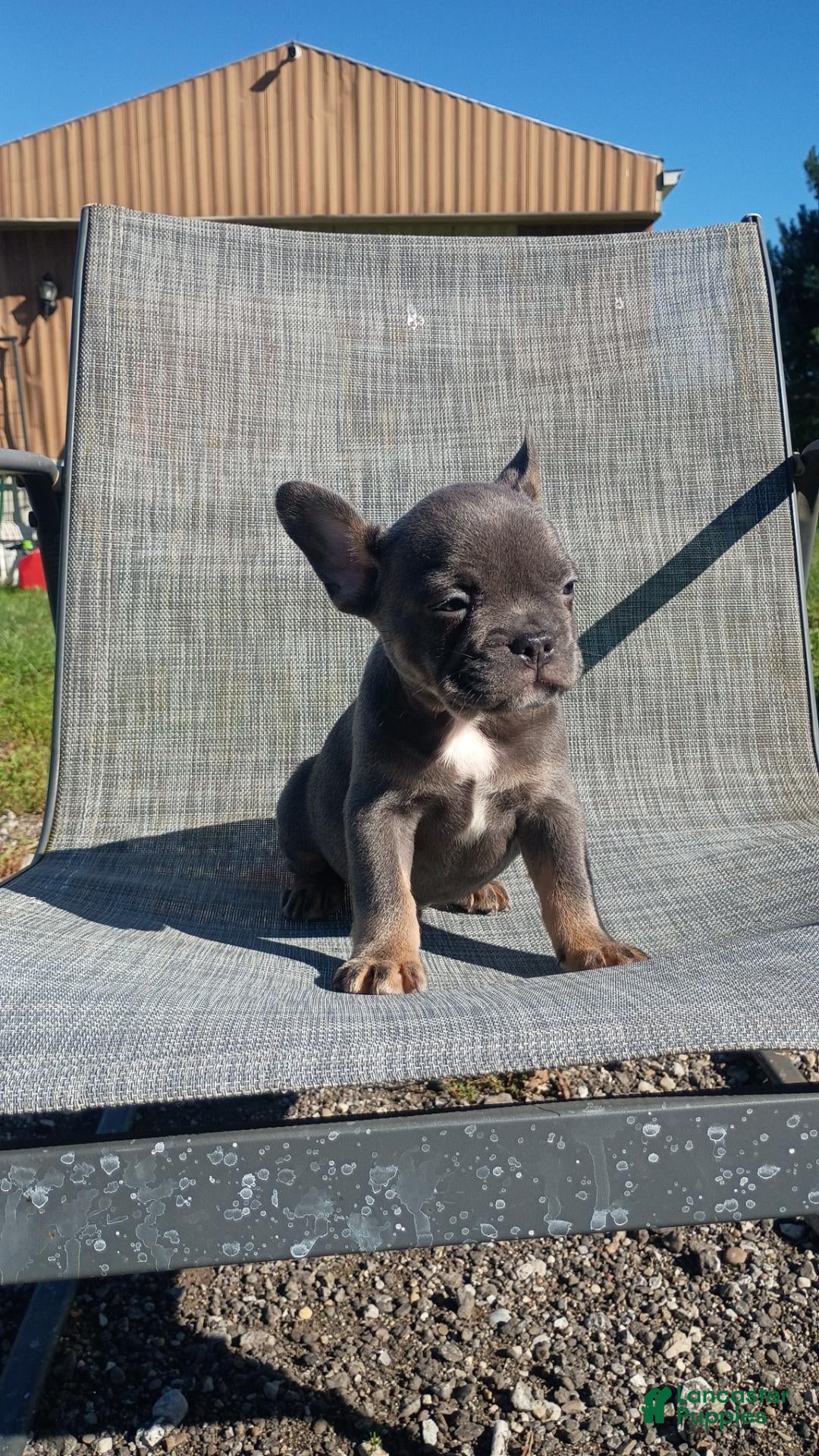 French Bulldog dogs French Bulldog 1 - Ad 2