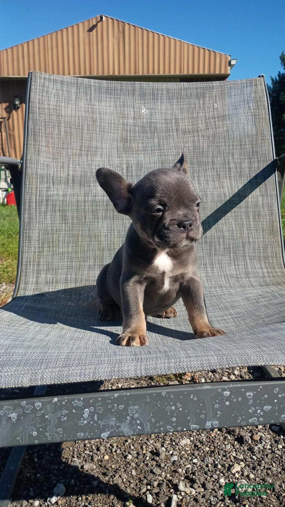 French Bulldog dogs for sale: French Bulldog 1 - Ad 1