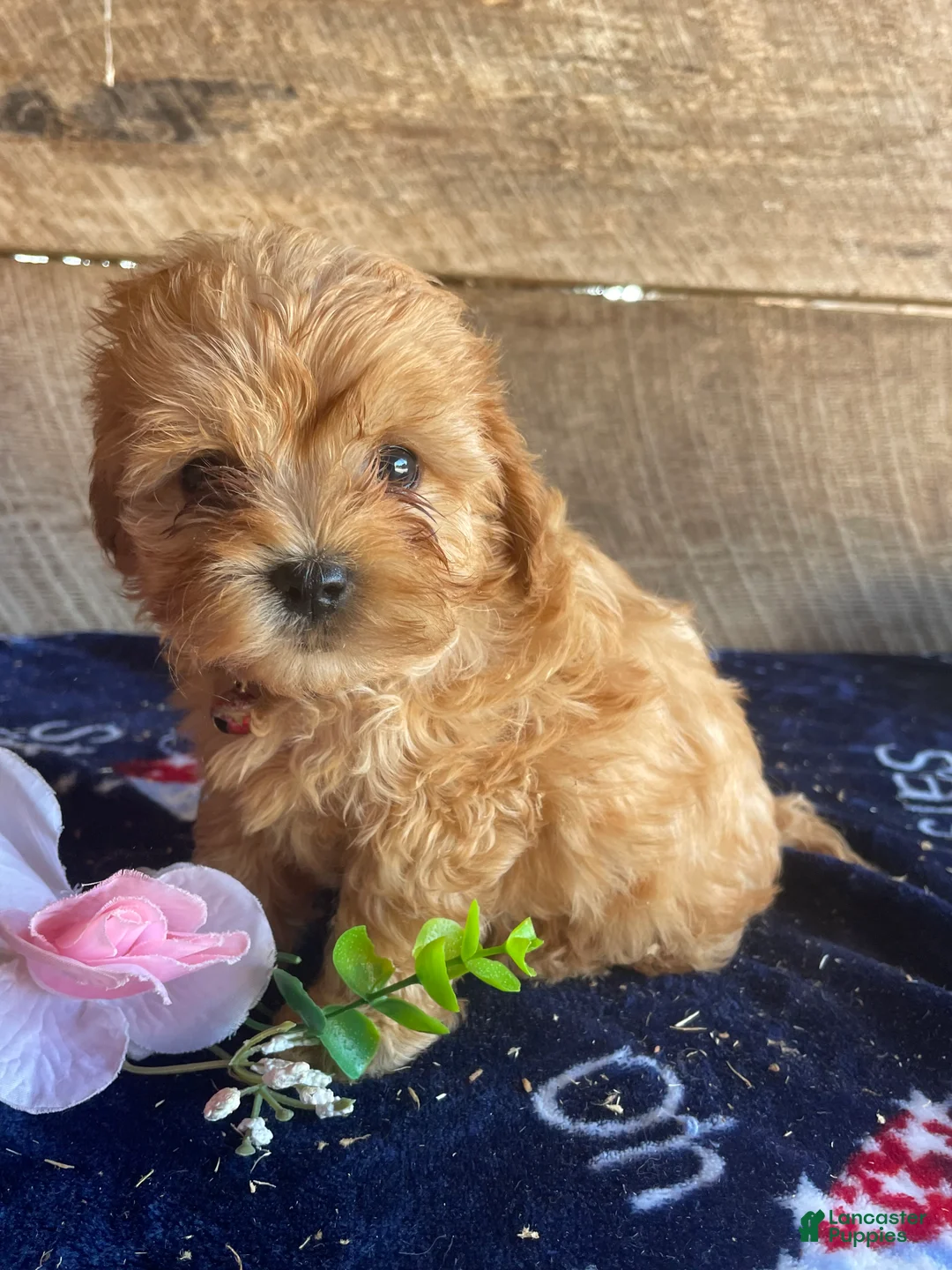 Cavapoochon dogs for sale: Carter - Ad 4