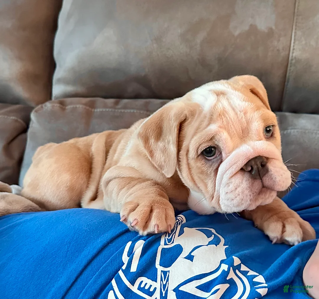 English Bulldog dogs for sale: Winnie - Ad 2