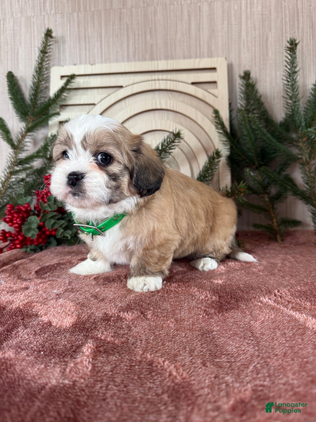 Teddy Bear dogs for sale: Sara - Ad 10