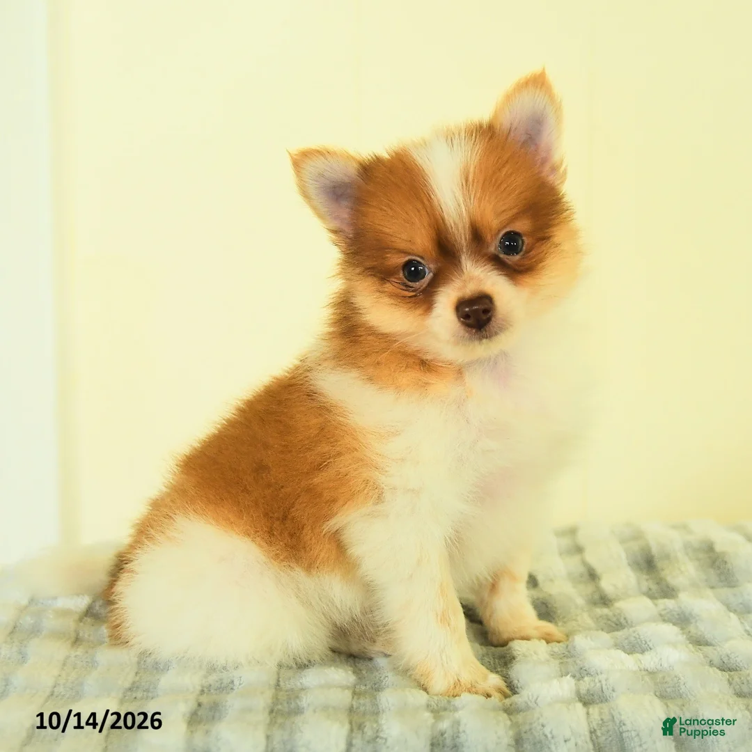 Pomeranian dogs for sale: Titus - Ad 1