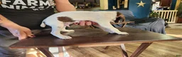 German Shorthaired Pointer dogs for sale: German Shorthaired Pointer 4 - Ad 4