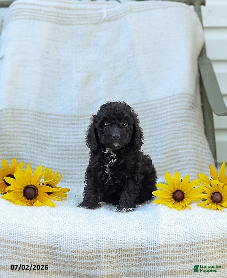 Cavapoo dogs Kenny - Ad 2
